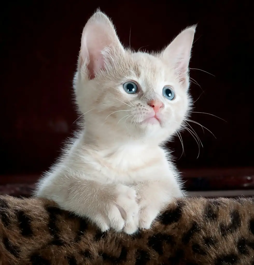 A Travel Safety Checklist for Dogs and Cats