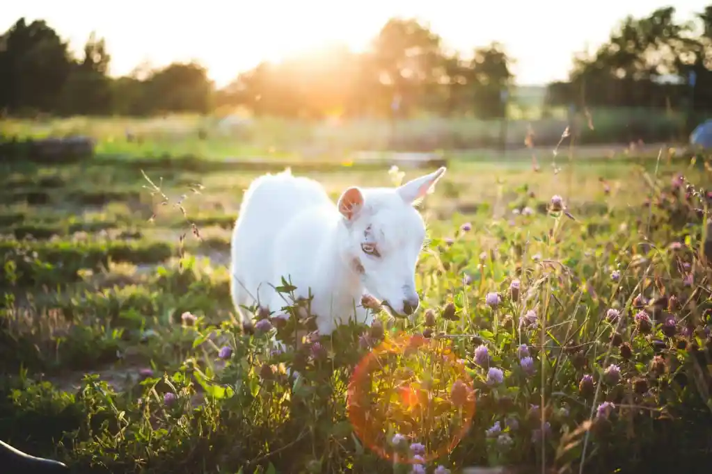 Dog and Cat Noise Fear: Preparing Pets for Loud Events