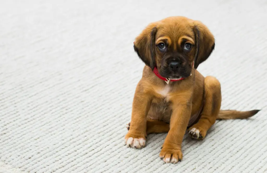 Cold Weather Paw Care for Dogs and Cats